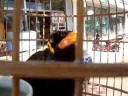talking bird4