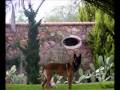 Living San Miguel de Allende 2009, by Alison Sabul
