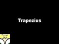 Trapezius Trigger Points