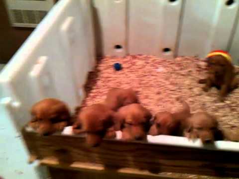 British red lab puppies looking for a home !!!!!