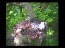Red Kite Nestwatch 2007 (Clip 5)