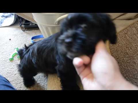 Male shorkie puppy playing