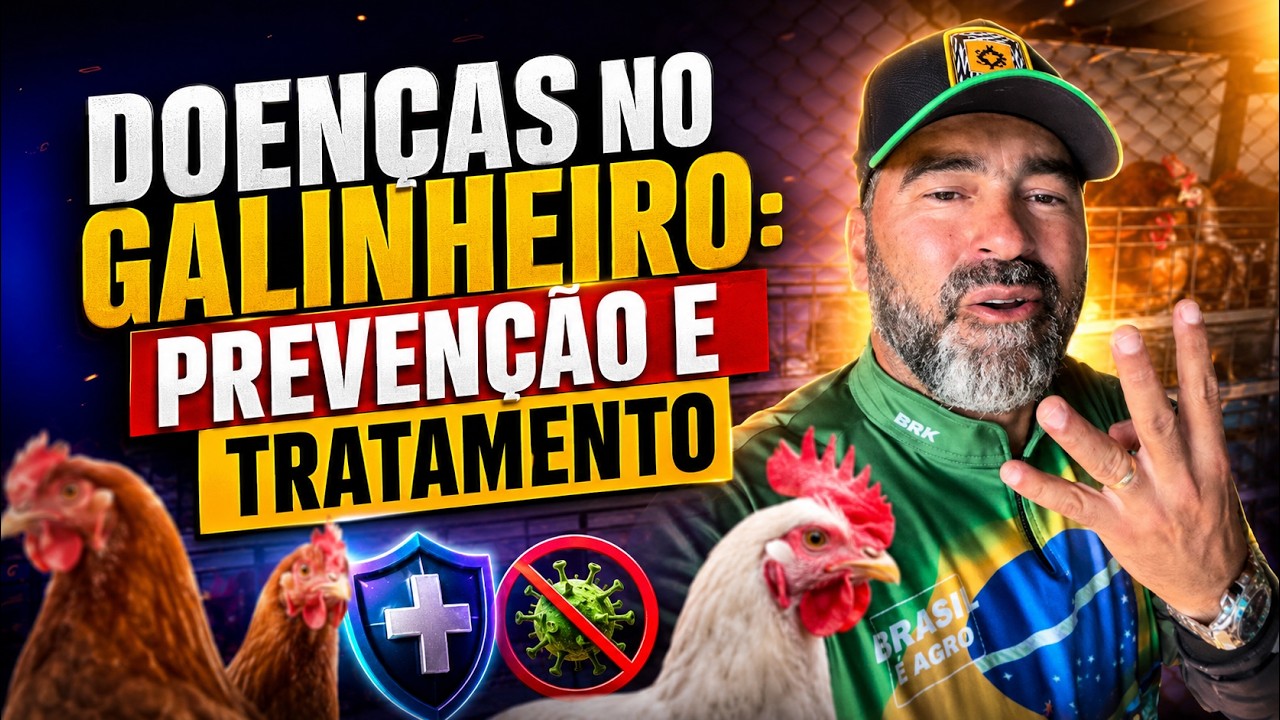 Doenças no Galinheiro: prevenção e tratamento.