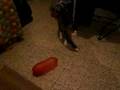 Mescal scared by a baloon