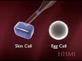 SOMATIC CELL TRANSFER SOMATIC CELL TRANSFER