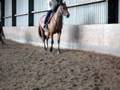 Saantha's bouncy canter