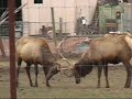 Two elk sparring Two elk sparring