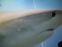 Bahamas Shark Dive Adventure ( Mar 18, 2008)