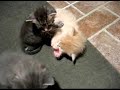 Very Cute Kittens Very Cute Kittens
