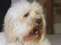 videos de Thanksgiving Pet Safety