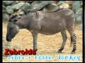 6 amazing and bizarre animal hybrids