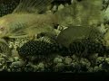 Corydoras Feeding Corydoras Feeding