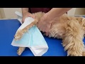 圧迫排尿 O動物病院 2020年5月11日