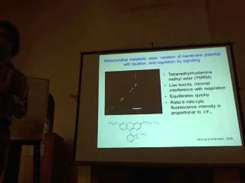 peter hollenbeck (2) – Mitochondrial Transport, Metabolism and ROS Production in Disease Models