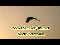 Secret Sensuality (Remix) Secret Sensuality (Remix)