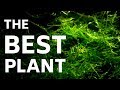 Benefits Of Java Moss In Aquarium