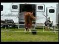 Camping with horses clinic - part 1