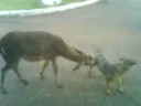 dog feeding donkey