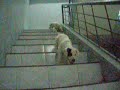 performance ambull pups 7