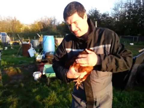 how to vent check a chicken