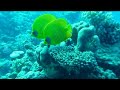 Suzanna I - Red Sea Suzanna I - Red Sea