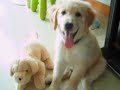 Dino the Golden Retriever - Trick or Treat