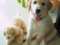 Golden Retriever video