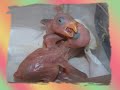 Indian Ringneck Baby Slide Show 4-1-2008 Indian Ringneck Baby Slide Show 4-1-2008