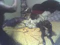 playin wit pits