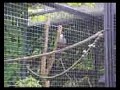 oiseaux