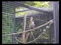 oiseaux
