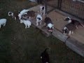 alapaha puppies