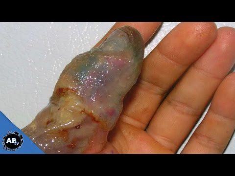 YouTube reptile video