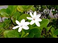 tahiti.html