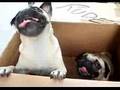 Pug video