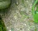 Killed by a snail