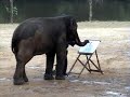 elephants painting