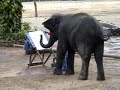 Elephants painting