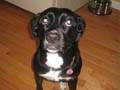 Moki the Mutt loves to Twist! (Mishka the Talking Husky Dog's sister)