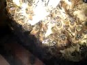 Russian bees grooming