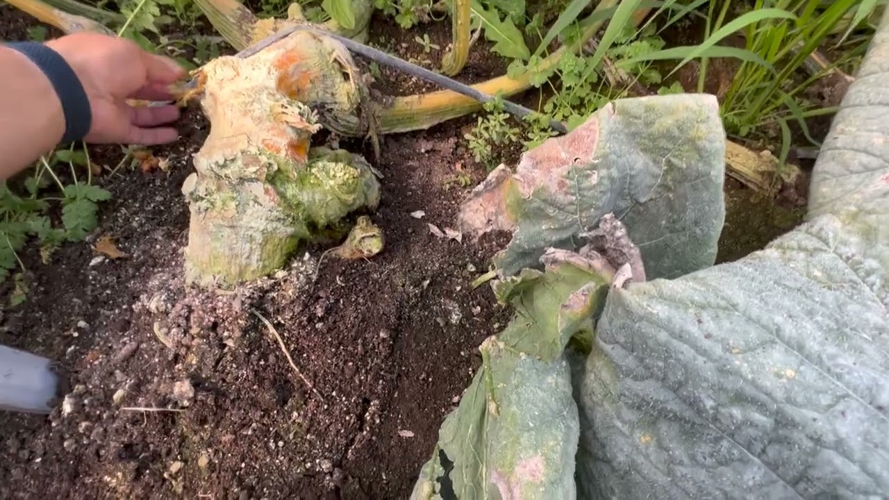 Going Out Of Town - What Happened?