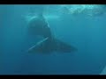 threatened-marine-mammals.html