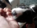 videos de MOV04523