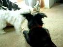 delilah and elfie sniffing delilah and elfie sniffing