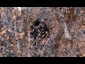 Provo Canyon Bigfoot Encounter? - YouTube