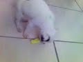 Xaveco ( 1/2)