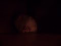 Hamster! Hamster!