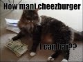 Funny Cats