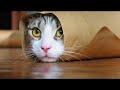 Commercial Spoofs