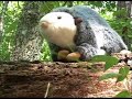 The Possum Hunter II